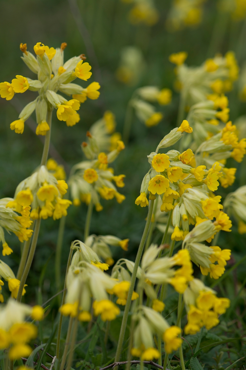 David Plant Photography - Wildlife Photography - Cowslip - C.jpg - Cowslip - Buckinghamshire
