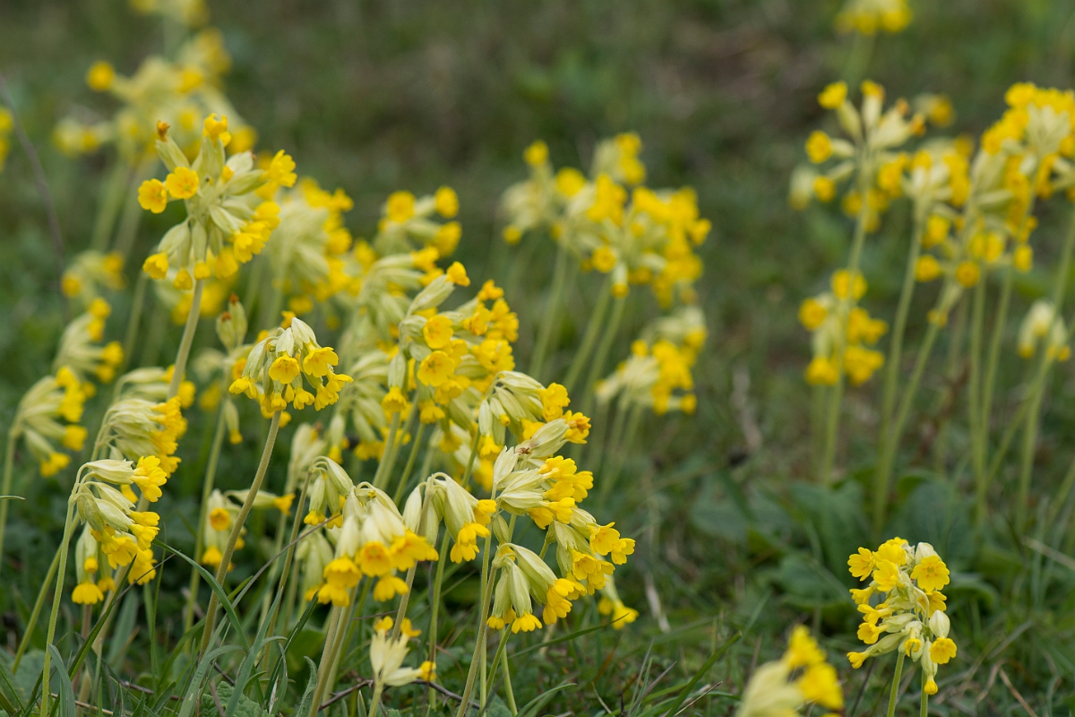 David Plant Photography - Wildlife Photography - Cowslip - D.jpg - Cowslip - Buckinghamshire