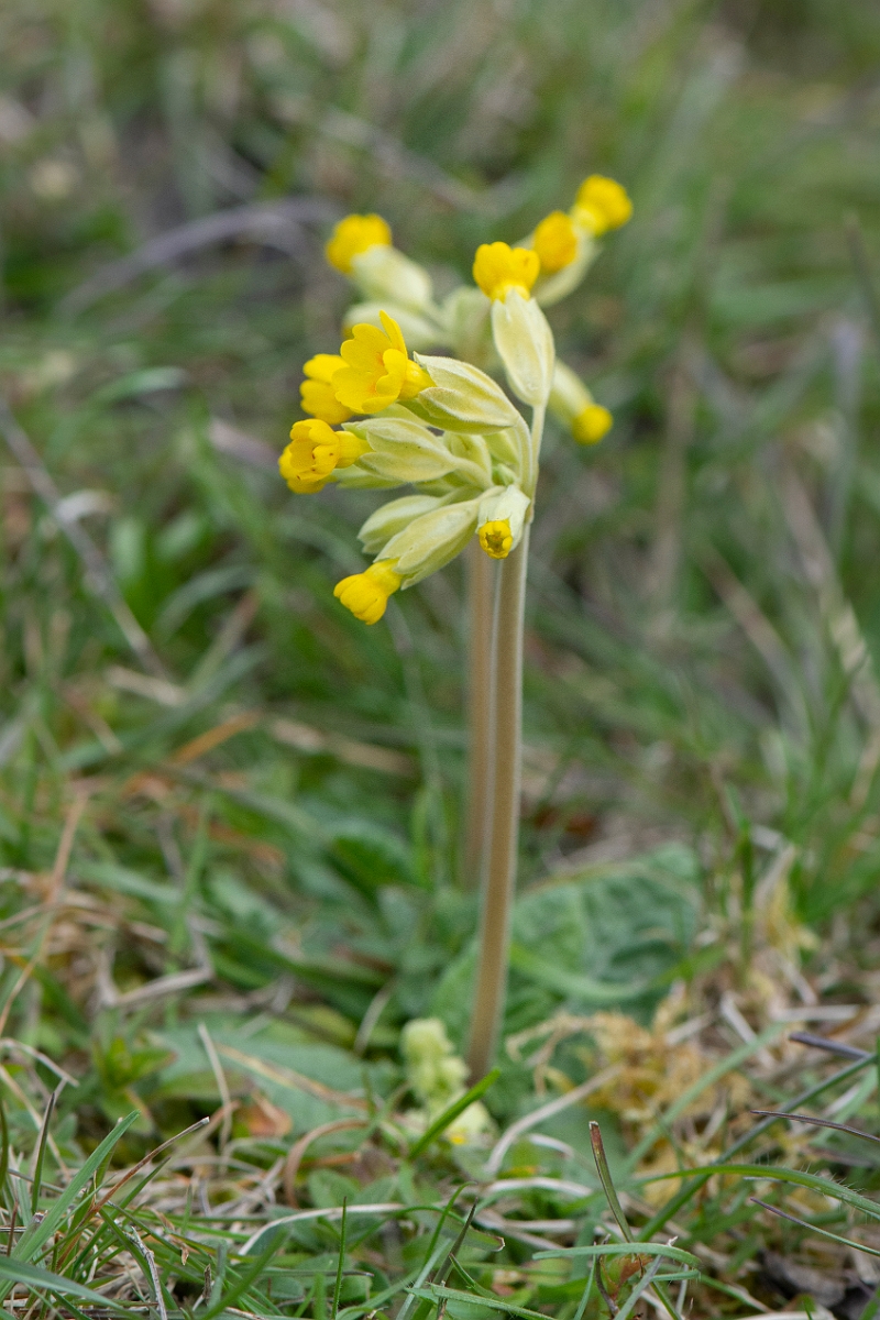 David Plant Photography - Wildlife Photography - Cowslip - F.JPG - Cowslip - Cambridgeshire