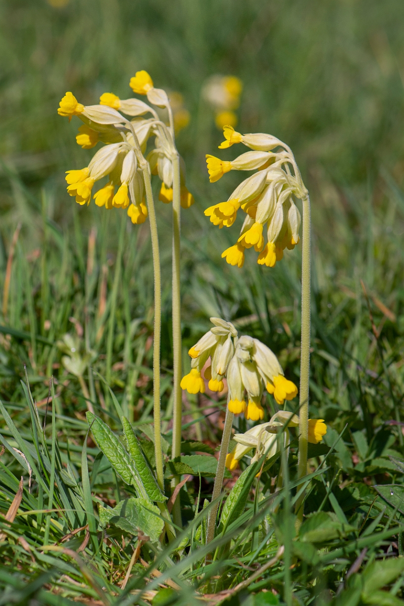 David Plant Photography - Wildlife Photography - Cowslip - G.JPG - Cowslip plants - Cotswolds
