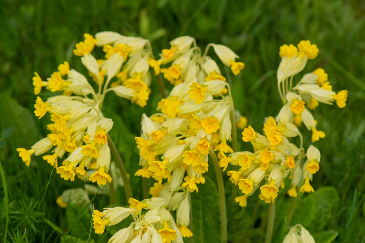 David Plant Photography - Wildlife Photography - Cowslip - H.JPG - Cowslip flowers - Cambridgeshire