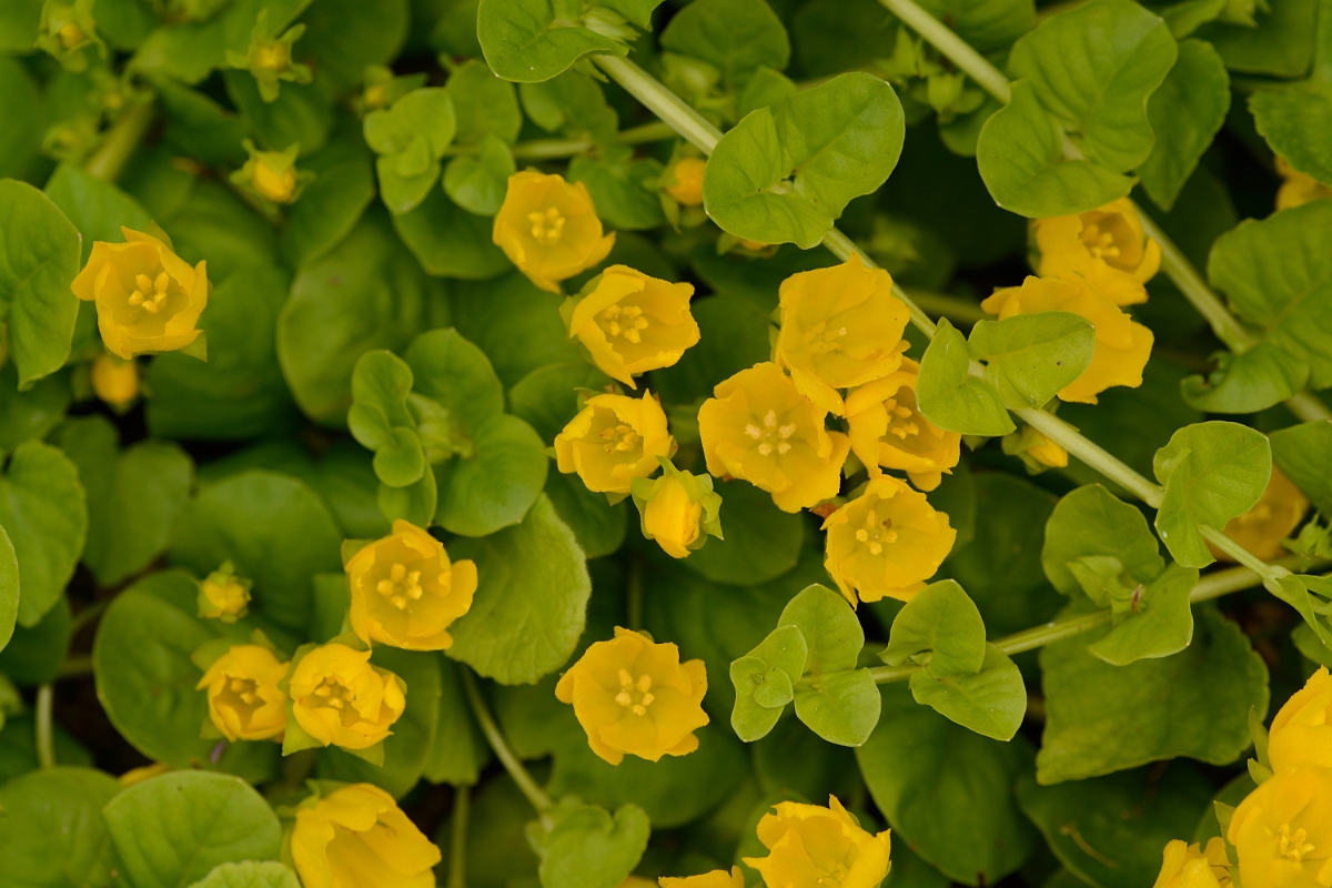David Plant Photography - Wildlife Photography - Creeping jenny - A.jpg - Creeping jenny - Cotswolds