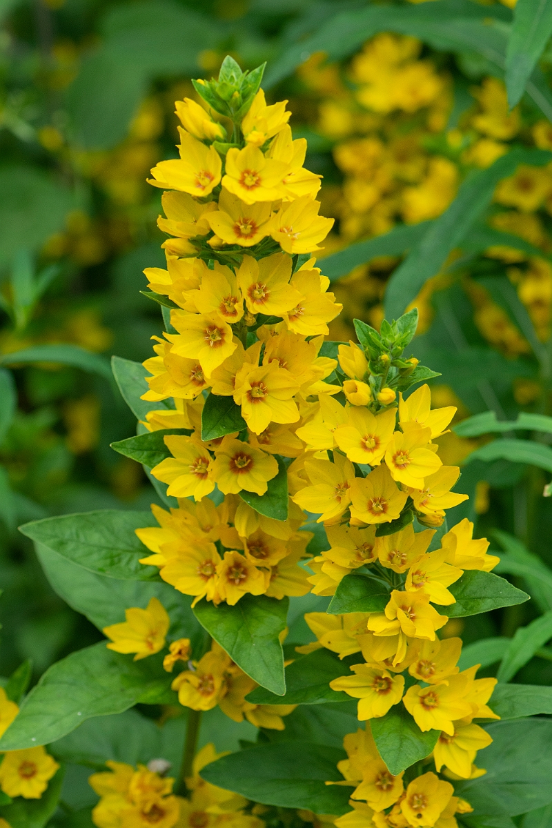David Plant Photography - Wildlife Photography - Dotted loosestrife - A.JPG - Dotted loosestrife - Perthshire