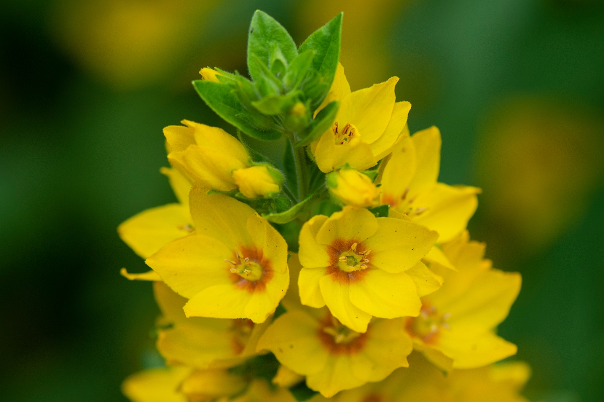 David Plant Photography - Wildlife Photography - Dotted loosestrife - B.JPG - Dotted loosestrife - Perthshire
