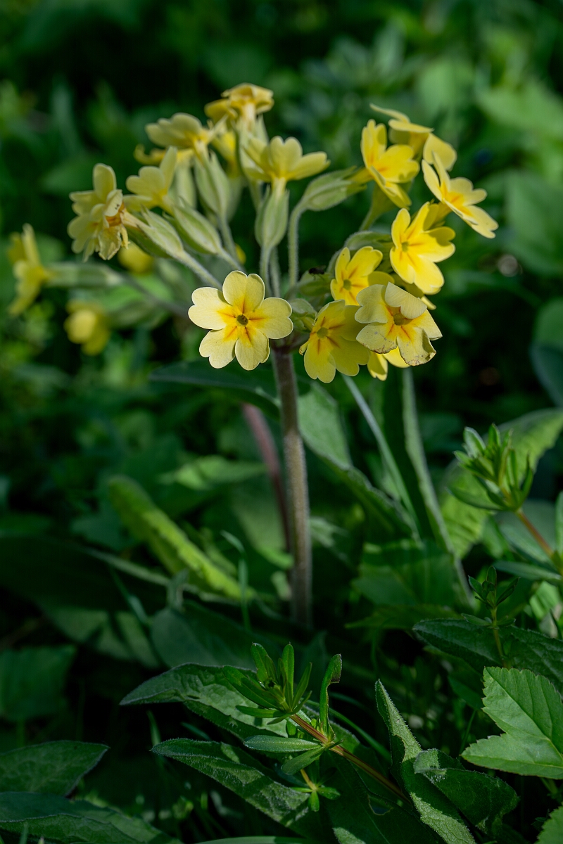 David Plant Photography - Wildlife Photography - False Oxlip - B.jpg - False oxlip, Primula × polyantha - Cotswolds