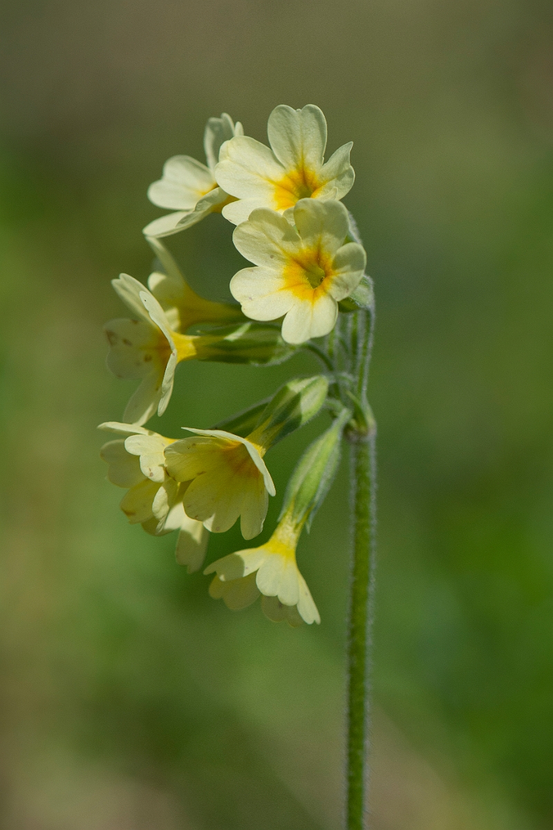 David Plant Photography - Wildlife Photography - Oxlip - J.JPG - Oxlip flowers - Cambridgeshire