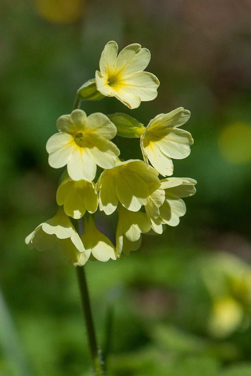 David Plant Photography - Wildlife Photography - Oxlip - K.JPG - Oxlip flowers - Cambridgeshire