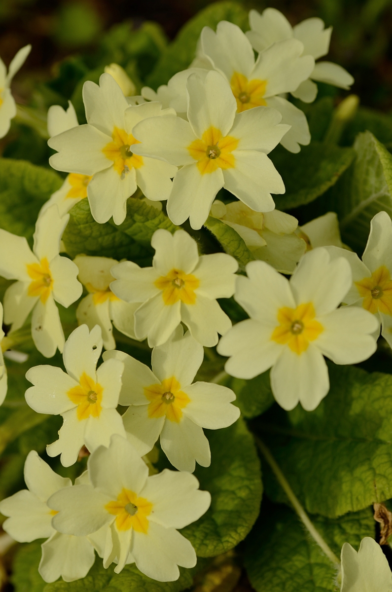David Plant Photography - Wildlife Photography - Primrose - A.jpg - Primrose flowers - Cotswolds