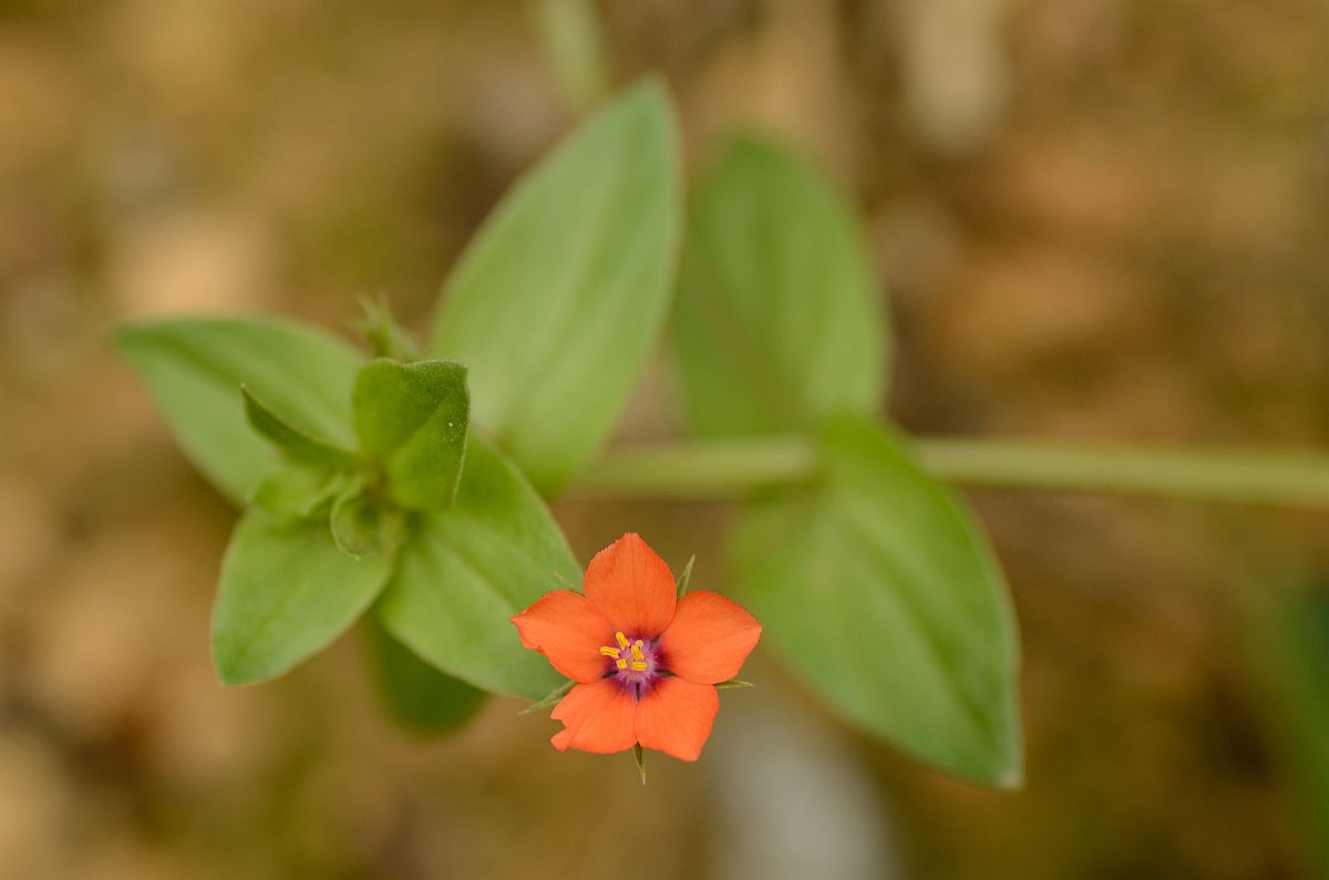 David Plant Photography - Wildlife Photography - Scarlet pimpernel - A.jpg - Scarlet pimpernel flower - Cambridgeshire
