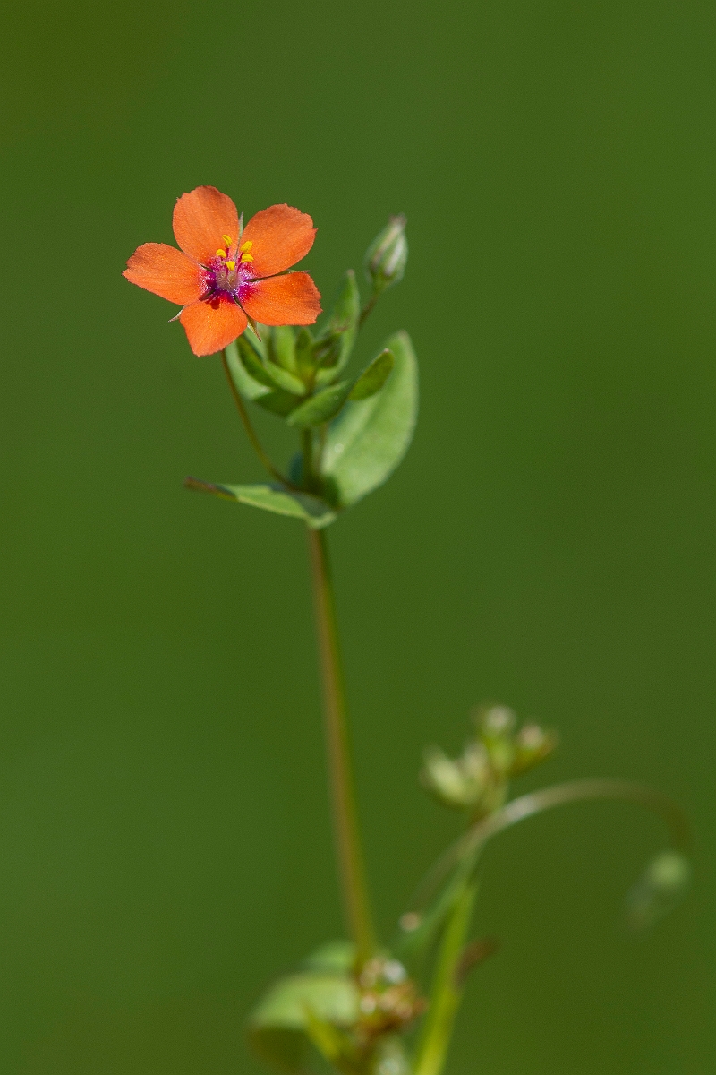 David Plant Photography - Wildlife Photography - Scarlet pimpernel - B.JPG - Scarlet pimpernel - Somerset