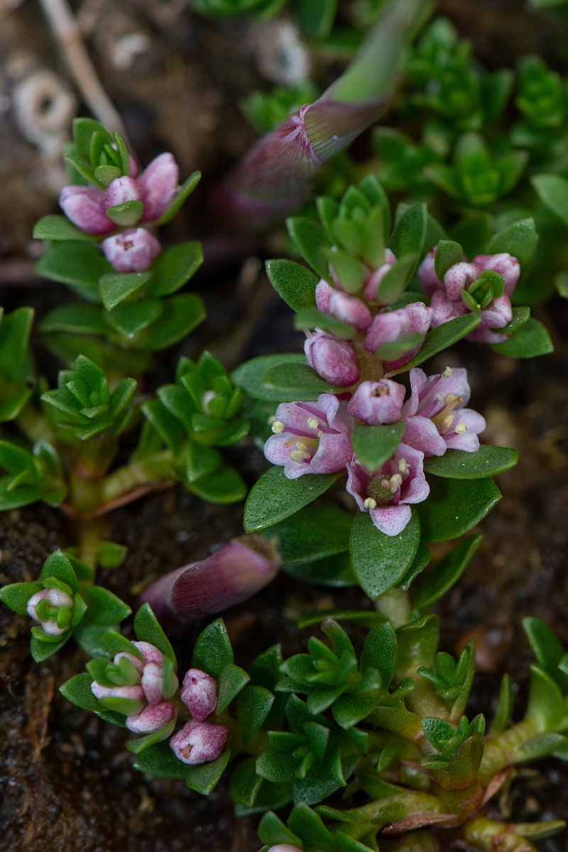David Plant Photography - Wildlife Photography - Sea milkwort - A.JPG - Sea milkwort - Dumfries and Galloway