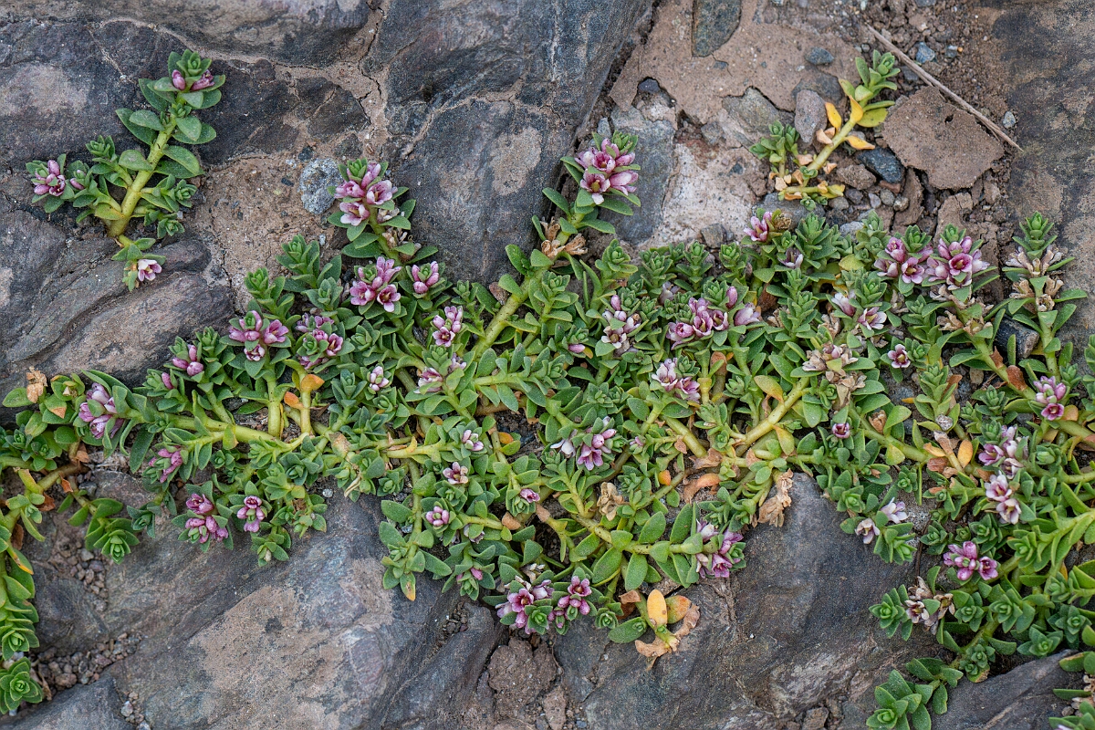 David Plant Photography - Wildlife Photography - Sea milkwort - C.jpg - Sea milkwort - Cornwall