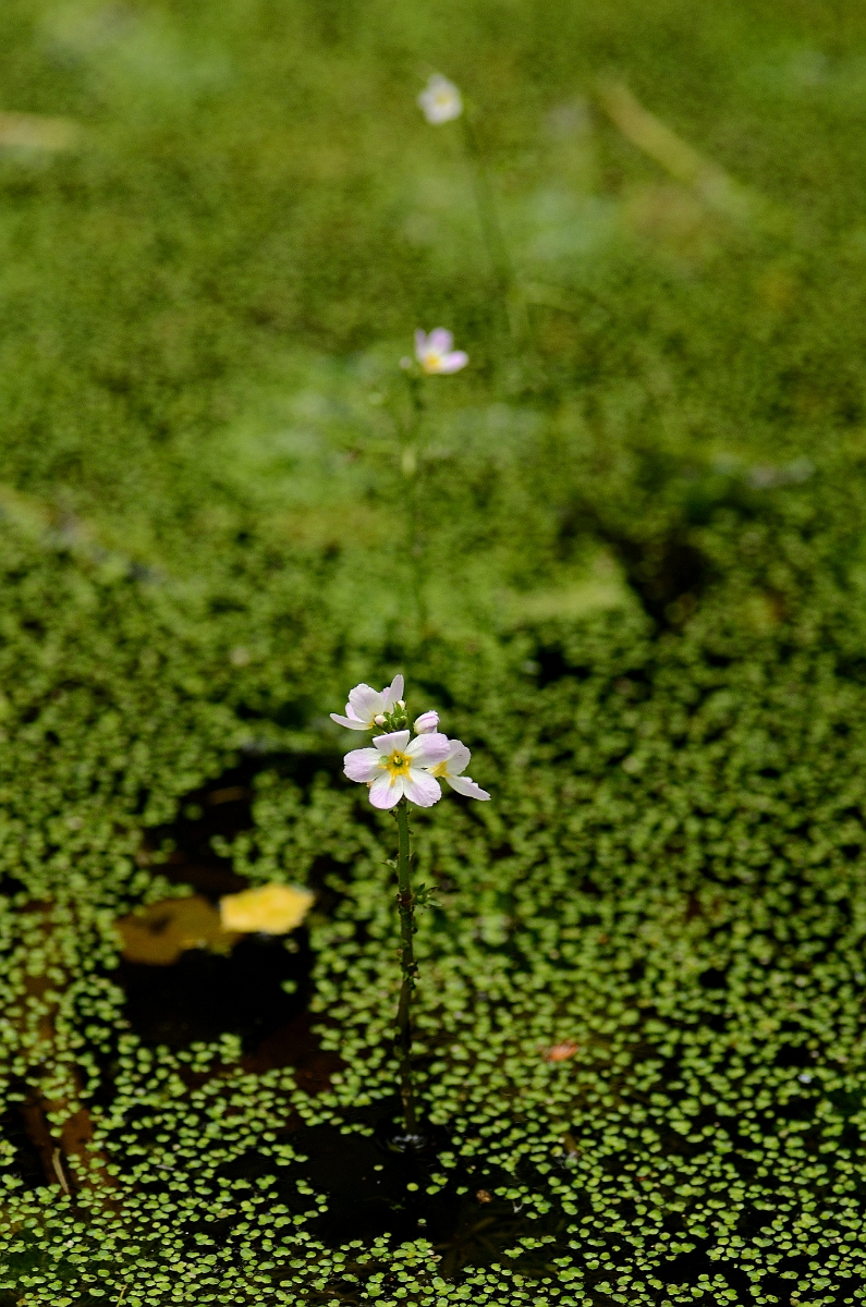 David Plant Photography - Wildlife Photography - Water violet - A.jpg - Water-violet - Norfolk