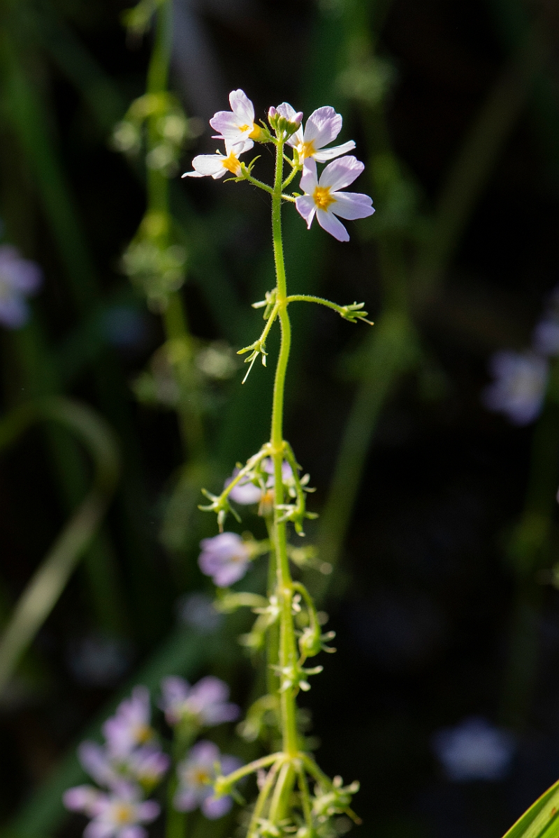 David Plant Photography - Wildlife Photography - Water-violet - A.jpg - Water-violet - Norfolk