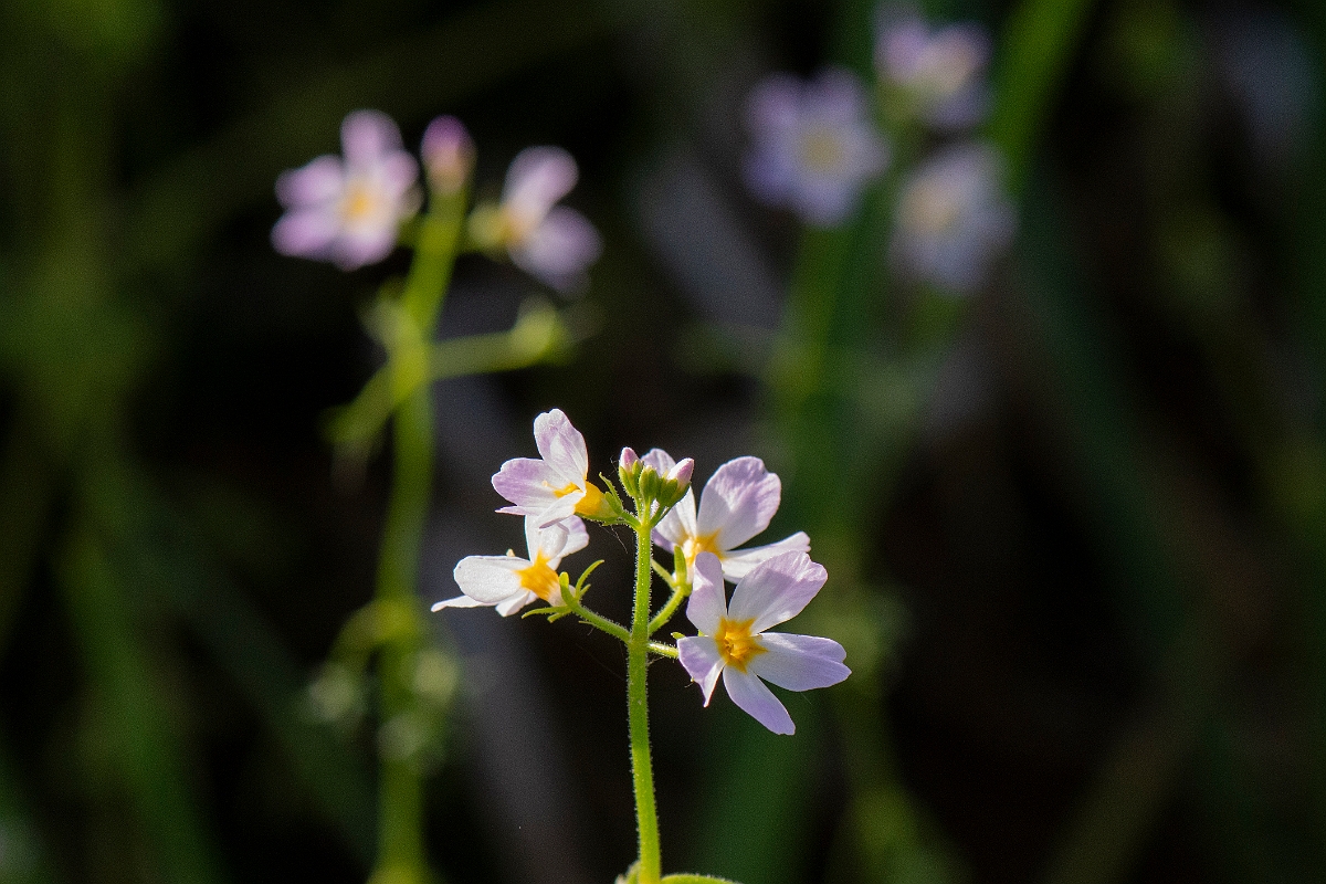 David Plant Photography - Wildlife Photography - Water-violet - B.jpg - Water-violet - Norfolk