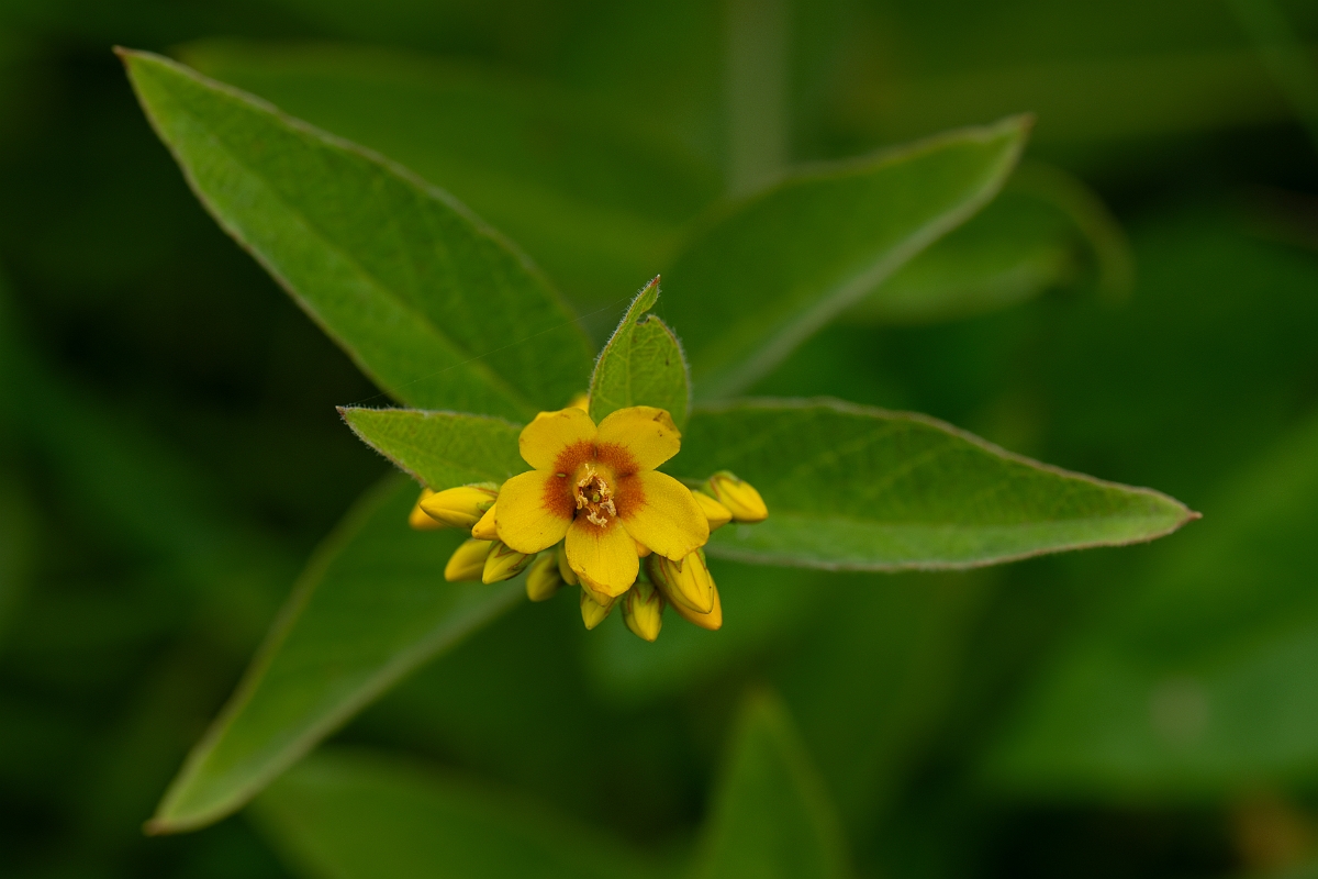 David Plant Photography - Wildlife Photography - Yellow loosestrife - B.jpg - Yellow loosestrife - Cambridgeshire