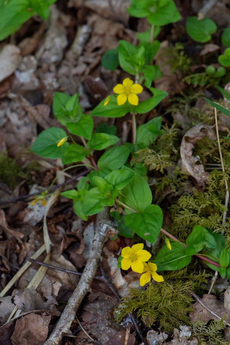 David Plant Photography - Wildlife Photography - Yellow pimpernel - A.JPG - Yellow pimpernel - Argyll