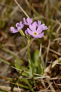 David Plant Photography - Wildlife Photographer - Birds-eye primrose - A