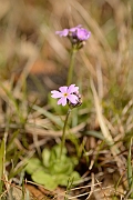 David Plant Photography - Wildlife Photographer - Birds-eye primrose - B