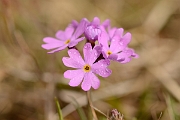 David Plant Photography - Wildlife Photographer - Birds-eye primrose - D