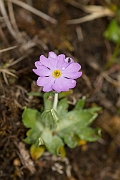 David Plant Photography - Wildlife Photographer - Birds-eye primrose - E