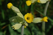 David Plant Photography - Wildlife Photographer - Cowslip - A