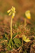 David Plant Photography - Wildlife Photographer - Cowslip plant - B