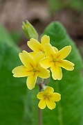 David Plant Photography - Wildlife Photographer - False Oxlip - A