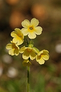 David Plant Photography - Wildlife Photographer - Oxlip flowers - B