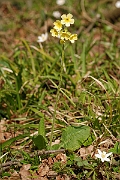 David Plant Photography - Wildlife Photographer - Oxlip plant - A