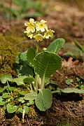 David Plant Photography - Wildlife Photographer - Oxlip plant - D