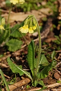 David Plant Photography - Wildlife Photographer - Oxlip plant - F