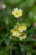 David Plant Photography - Wildlife Photographer - Oxlip plant - G