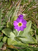 David Plant Photography - Wildlife Photographer - Scottish primrose - A