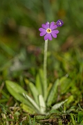 David Plant Photography - Wildlife Photographer - Scottish primrose - B