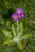 David Plant Photography - Wildlife Photographer - Scottish primrose - C