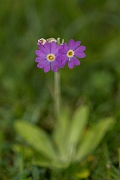David Plant Photography - Wildlife Photographer - Scottish primrose - E