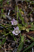 David Plant Photography - Wildlife Photography - Bog pimpernel - B