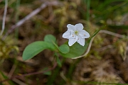 David Plant Photography - Wildlife Photography - Chickweed wintergreen - A