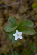 David Plant Photography - Wildlife Photography - Chickweed wintergreen - B