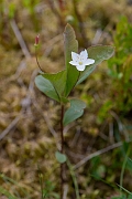 David Plant Photography - Wildlife Photography - Chickweed wintergreen - C