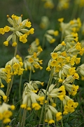 David Plant Photography - Wildlife Photography - Cowslip - C