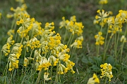 David Plant Photography - Wildlife Photography - Cowslip - D