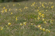 David Plant Photography - Wildlife Photography - Cowslip - E