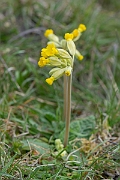 David Plant Photography - Wildlife Photography - Cowslip - F