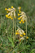 David Plant Photography - Wildlife Photography - Cowslip - G
