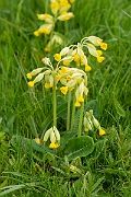 David Plant Photography - Wildlife Photography - Cowslip - I