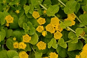 David Plant Photography - Wildlife Photography - Creeping jenny - A