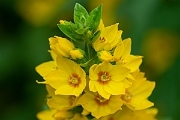 David Plant Photography - Wildlife Photography - Dotted loosestrife - B