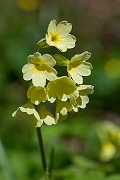 David Plant Photography - Wildlife Photography - Oxlip - K